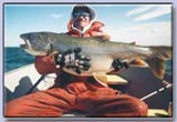 Lake Athabasca Lake 
Trout