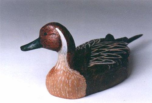 Pintail Drake