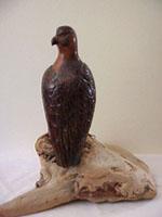 Peregrine Falcon