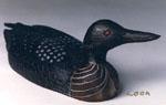 Common Loon
