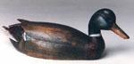 Mallard Drake