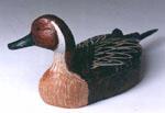 Pintail Drake