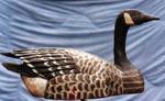Canada Goose