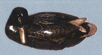 Phantasy Duck